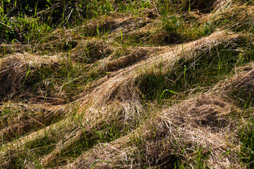 mown and dried grass for animal feed