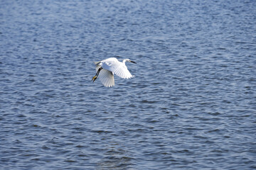 Fototapeta na wymiar Great White Egret, Egretta albums, years over the sea and looks out for food. Divjaka. Albania.