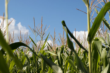 corn against the sky
