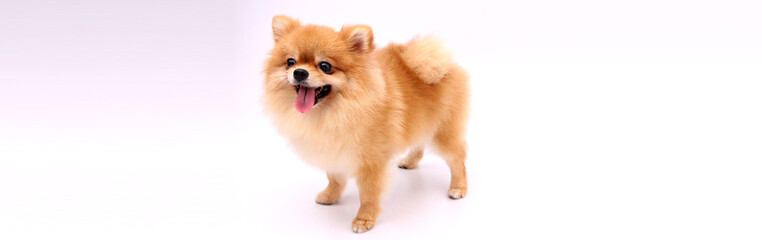 Pomeranian dog on a white background.