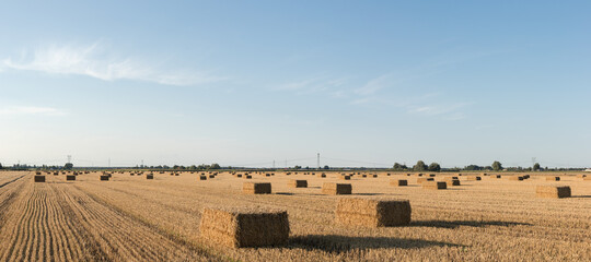 Panoramic view of a mown wheat field with straw stacked into bales
