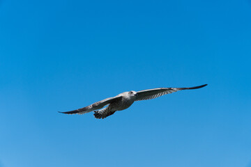 Möwe im Flug