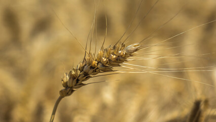 Obraz premium Agricultural machinery. Agrarian Wheat. Fields. Harvest 4K aerial photography.