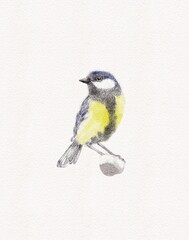 Great tit bird graphic illustration hand painted