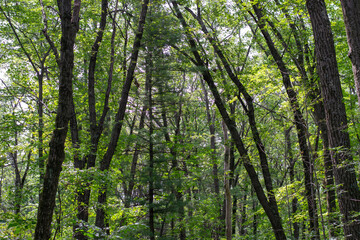 Fototapeta na wymiar Tall trees and green leaves around a hiking trail
