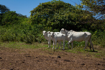 Obraz premium beautiful mammal animals called zebu eating free in the wild