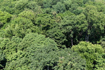Fototapeta na wymiar trees covered with green foliage in summer