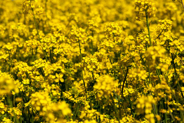 flowering rapeseed with a lot of yellow flowers