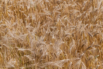 yellowed rye field about the time of maturation