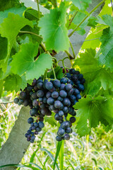 Grape vines at harvest time