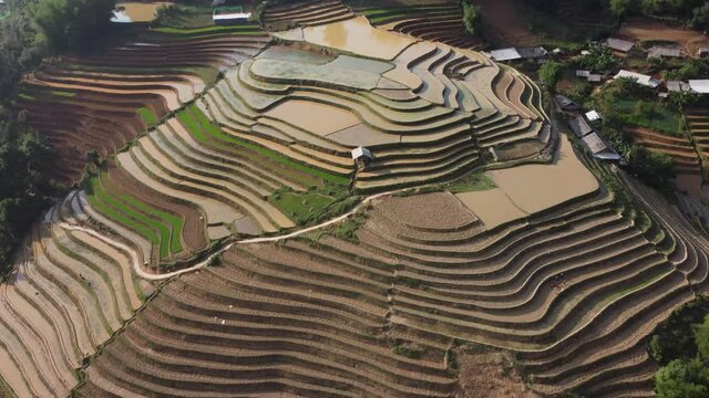Terraced rice field in harvest season in Mu Cang Chai, Vietnam