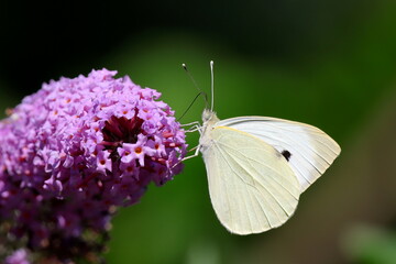 papillon piéride du chou sur fleur de buddleia