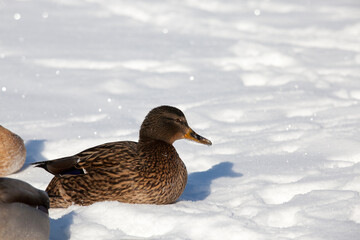 a large flock of ducks that stayed for the winter in Europe