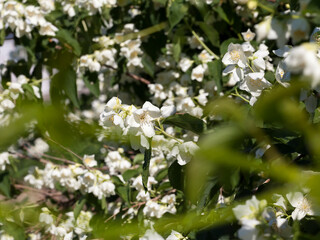 white jasmine blooming in the summer