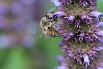 abeilles butinant de l'agastache