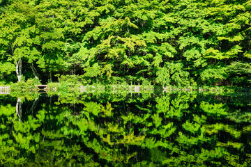 夏の湖畔の風景　軽井沢