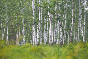 Picturesque birch forest. Birch Grove. Trees with white trunks in green foliage on a summer day. Siberian taiga. Forest background from white trees in green grass.