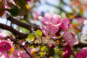 pink cherry blossom flowers in spring