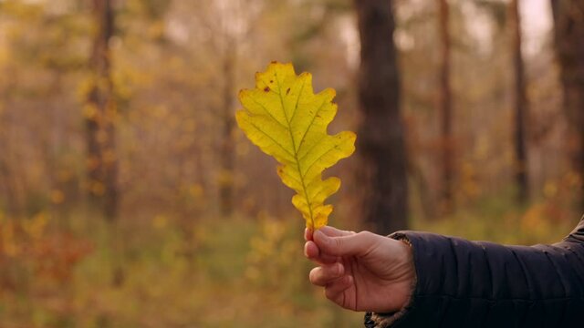 b roll details female hand holding yellow leaf forest background autumn season