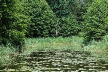 old lake with growing water lilies