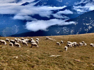 Mouton en montagne brebis en pâturage 