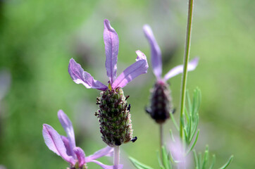 レースラベンダー