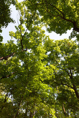 trees covered with green foliage in summer