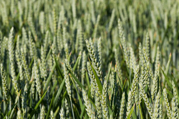 an agricultural field where wheat is grown