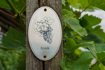 Vine plants with a "Syrah" sign on a vineyard. Syrah is a dark grape variety of vitis vinifera.