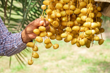 close-up photo Asian elderly farmer Holding fresh yellow dates and harvesting produce in the date...
