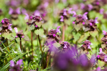 nettle blooming in the spring season