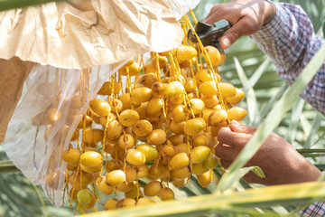 close-up photo Asian elderly farmer Holding fresh yellow dates and harvesting produce in the date...