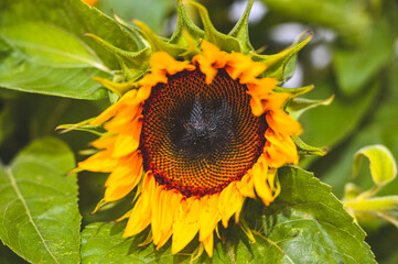 bee on sunflower