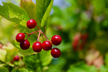 Viburnum berries closeup, red and green leaf