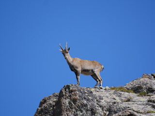 Chamois adulte sur promontoire regardant vers objectif sur fond de ciel bleu