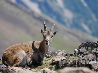 Chamois adulte couché en plan serré