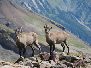 Deux chamois sur corniche nous regardent