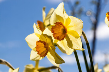 yellow flowers of daffodils during flowering