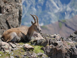 Chamois adulte de profil couché