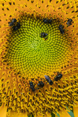 Sunflower with stingless bee in the garden.