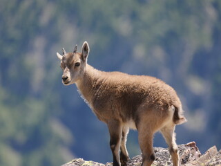 Obraz premium Jeune chamois des Hautes Alpes