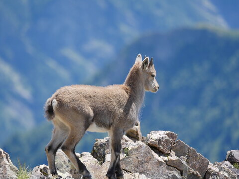 Jeune chamois de profil en paln serr&eacute;