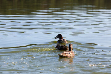 beautiful waterfowl ducks in spring or summer