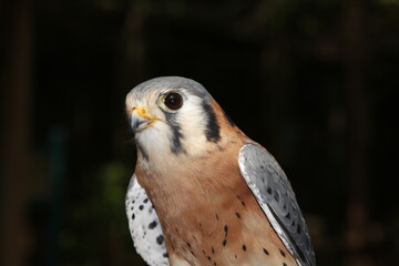 The American Kestrel (Falco sparverius), sometimes  known as the Sparrow Hawk, is a small falcon, and the only kestrel found in the Americas.