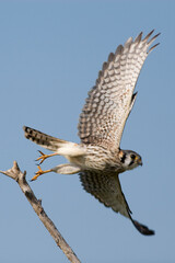 An American Kestrel in flight, Falco sparverius