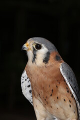 The American Kestrel (Falco sparverius), sometimes  known as the Sparrow Hawk, is a small falcon, and the only kestrel found in the Americas.