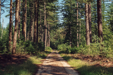 Path in dense sunny forest in summer.
