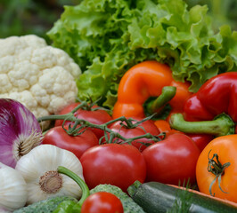 Beautiful fresh organic vegetables . The concept of gardening, healthy eating, vegetarianism.