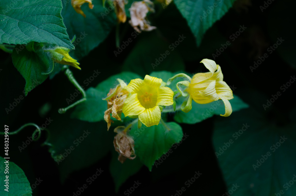 Sticker Thladiantha dubia, yellow flowers closeup