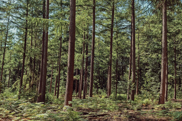 Summer forest with pine trees and ferns.